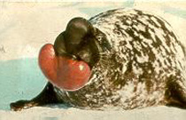 Cystophora cristata - Image 4