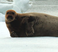 Bearded Seal Image