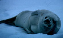 Crabeater Seal Image
