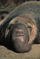 Northern Elephant Seal Image