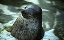 Ringed Seal Image