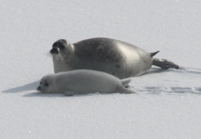 mother-pup pair on ice