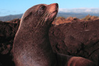 Gal�pagos Fur Seal Image