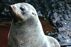 Guadalupe Fur Seal Image