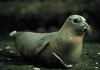 Harbour Seal Image